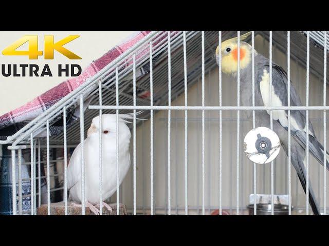 Cockatiel Sounds- White and Pied Male Cockatiel Singing in Cage