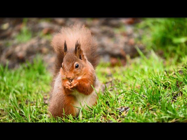 Join Cumbria Wildlife Trust as a member and protect the wildlife & wild places you love.