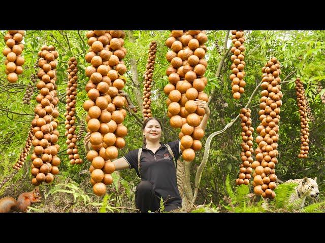 Harvesting Macadamia Bunch - A Type Of Seed That Grows In Beautiful Clusters Goess to market sell
