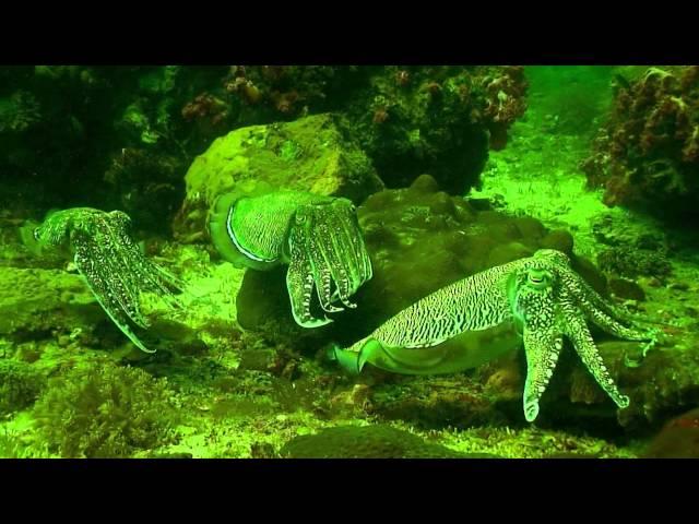 Cuttlefish wedding