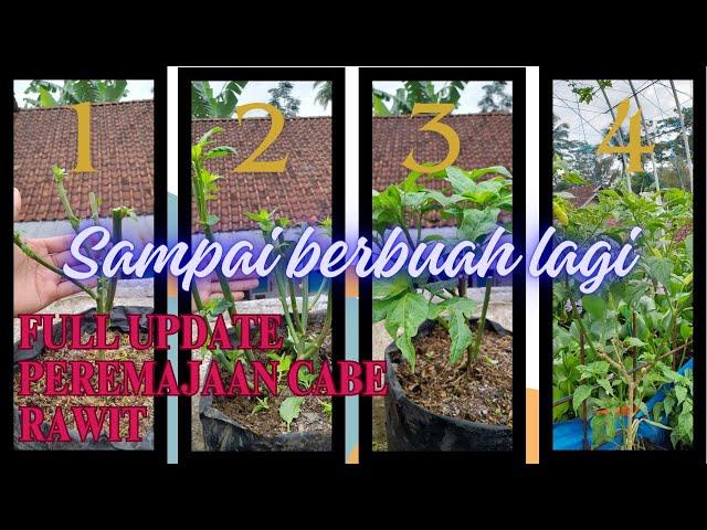 CABE RAWIT JADI LEBIH CEPAT BERBUAH DENGAN CARA PEREMAJAAN‼️ #caberawit