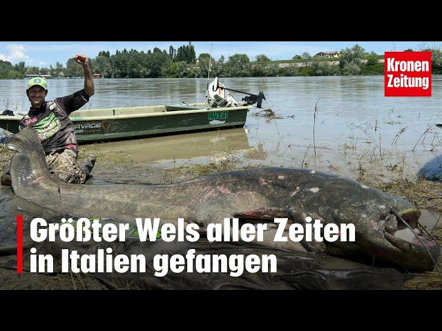 Größter Wels aller Zeiten in Italien gefangen | krone.tv NEWS