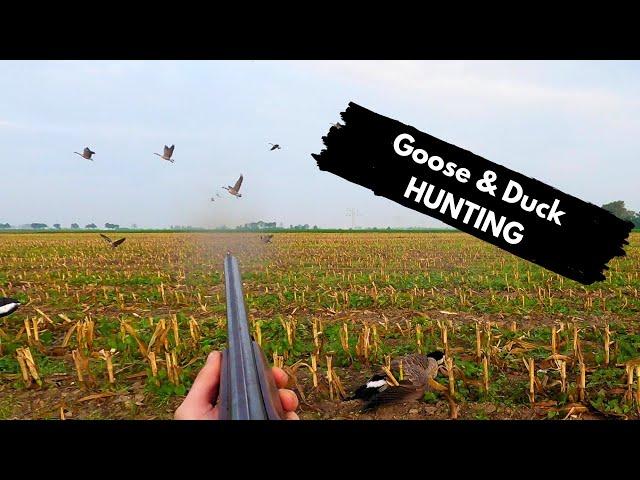 5 GEESE with 4 SHOTS - Duck and goose hunting