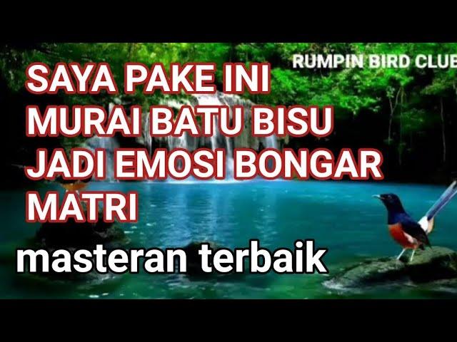 masteran murai batu pendongkrak emosi dan birahi