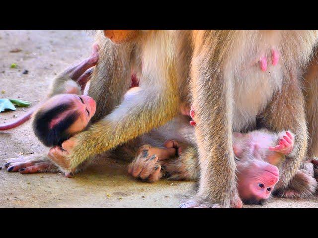 Poorest new born baby monkey crying so sad cuz mom reject milk.