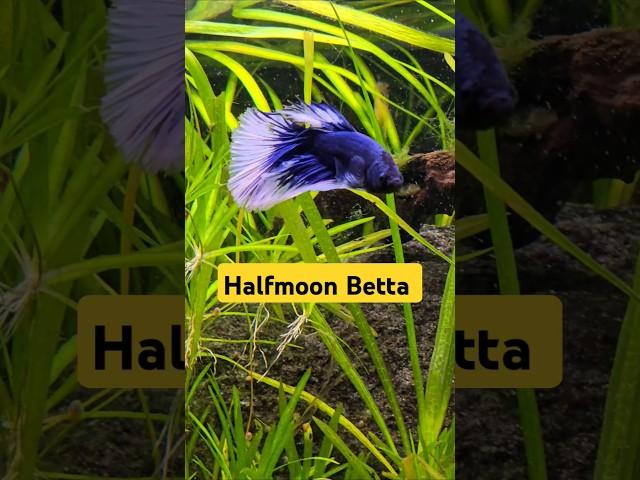 Halfmoon Betta  #Shorts #Betta #Bettafish @AquariumLiveStream4U