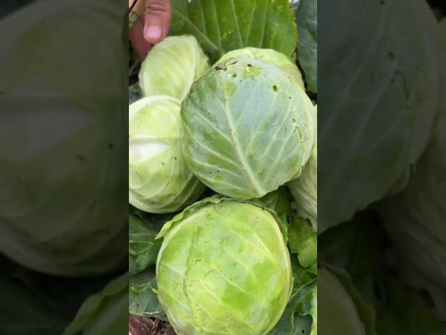 How we preserve cabbage from our garden with fermentation! #gardenharvest #fermentation