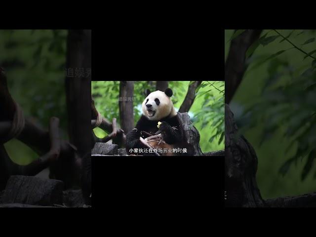 福宝主打一个叛逆小熊 #追娱秀场 #panda #animals #疯狂动物园 #大猫熊 #搞笑 #大熊猫 #cute