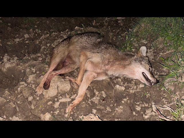 Guide Sensmart TU651 LRF & Educated Coyotes #coyote #hunting #thermalhunting