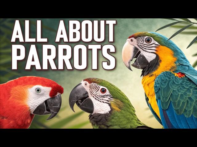 Discover the Colorful World of Parrots: Intelligence, Mimicry & Playful Nature