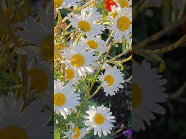 Слава Богу за всё #природа #цветы#камчатка