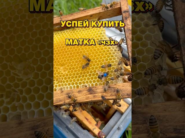 ЭЛИТНЫЕ МАТКИ В ПРОДАЖЕ !