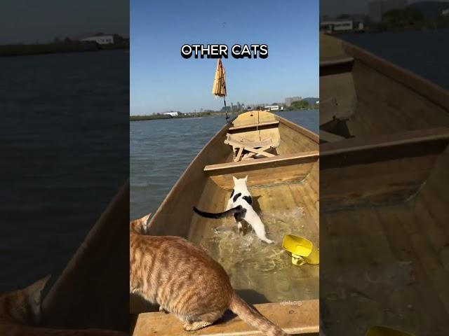 Other Cats VS This One 