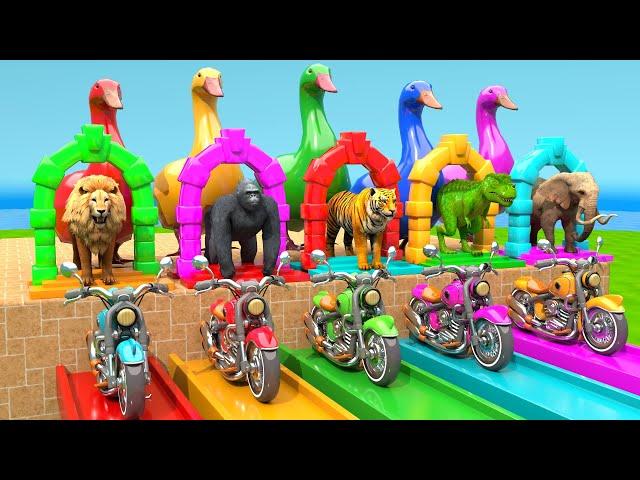 5 Giant Duck Cartoon, Lion, Elephant, Tiger, Gorilla, Dinosaur, Transfiguration funny animal 2024