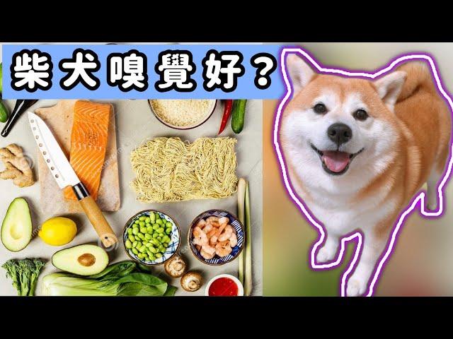 柴犬嗅覺好嗎？測試後你就知道 ｜柴犬柚醬 醬拔頻道｜