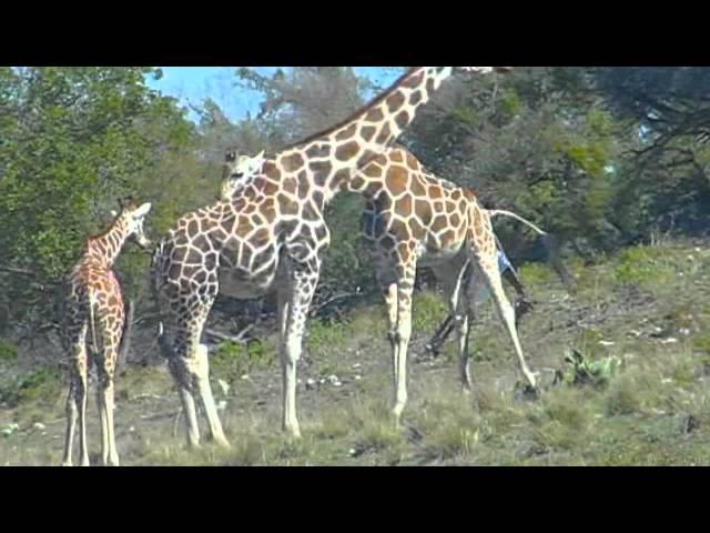 baby_giraffe_birth.m4v