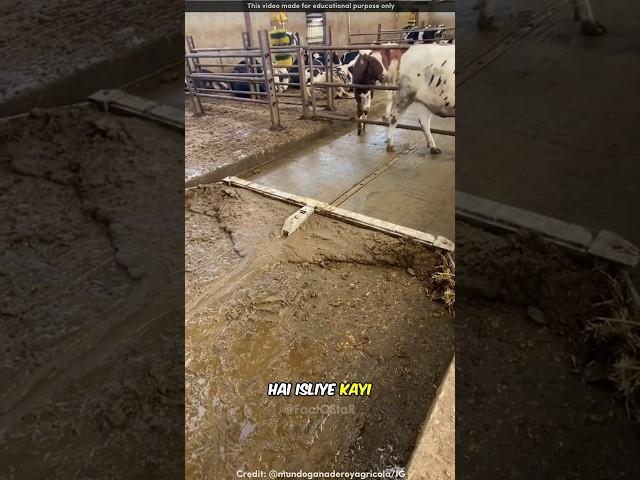 Easy Cleaning of Cow Dairy 