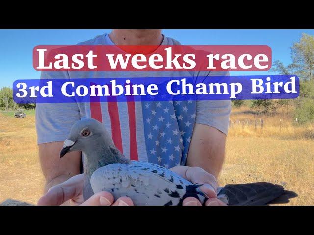 Last weeks tough race notable birds, and current champ bird standings