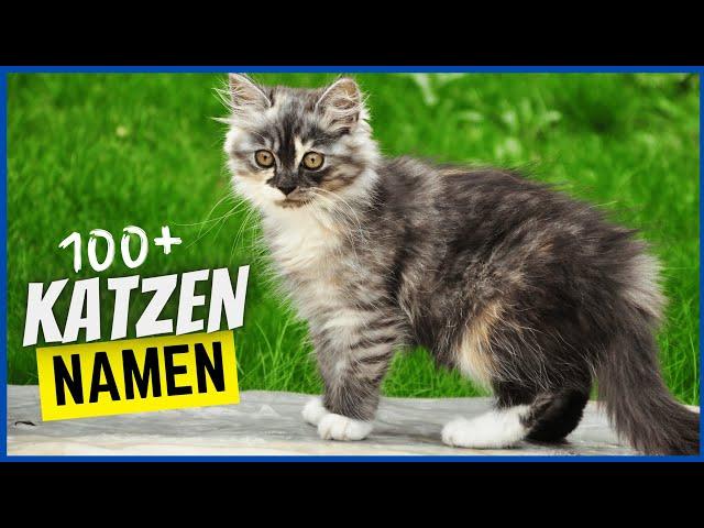 100+ Namen für Katzen & was sie bedeuten (Katzen & Kater)