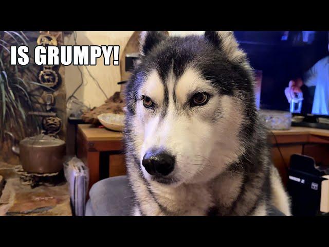 Husky in A MOOD With His NAN & Tells Her About It!