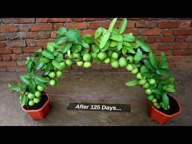 Unique idea : Prepare guava tree by cutting | using Aloe vera And potato | Grafting