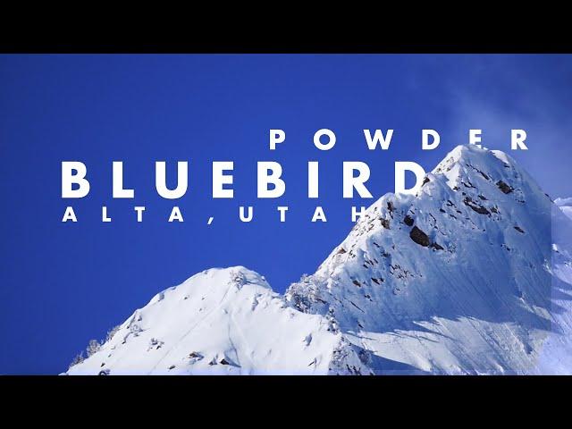 Bluebird Powder Days at Alta