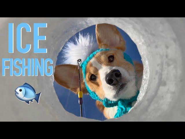 ICE FISHING - Topi the Corgi