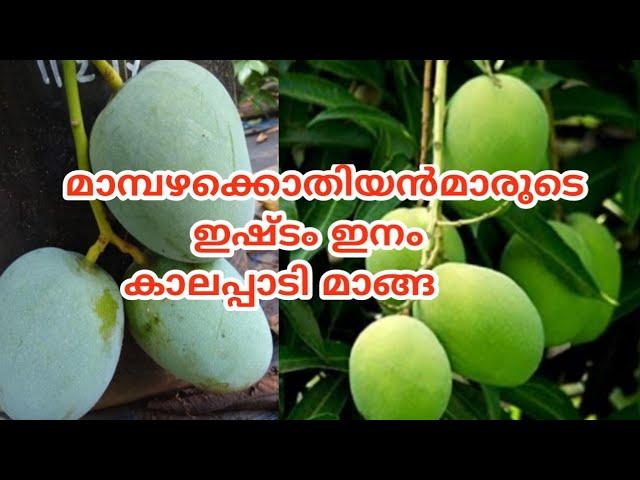 മാമ്പഴക്കൊതിയൻമാരുടെ ഇഷ്ട ഇനം | kalappadi mango