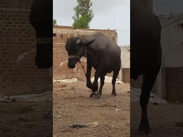 #animals #cow #bull #cowlover #dairyfarm #buffalo #love #baffalo #dairyherd #funny