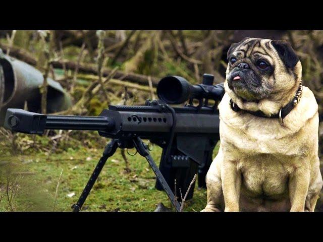 Sniper Pug