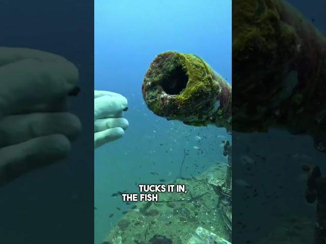 This Tiny Fish Runs the Whole Shipwreck 