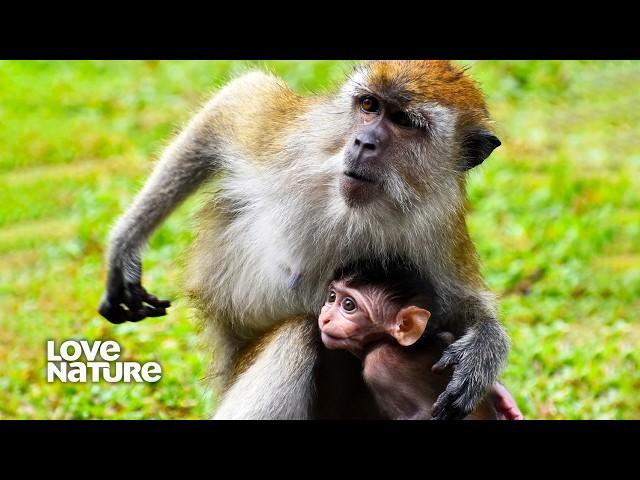 Monkey Mother Protects Baby from Kidnapping | Macaque Island 102