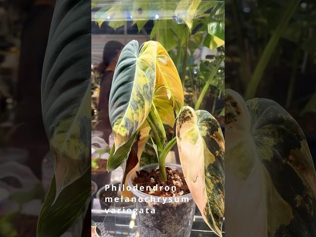 Philodendron 2.0 | NEW! Hybrids Variegated and Tricolor Beauties!