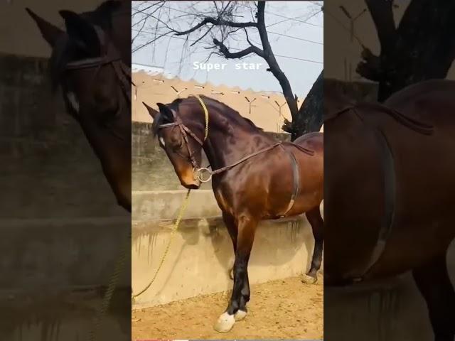 Horse lovers  12 #horse #horsepower #viral #beautifulhorse #shorts #shortvideo #horses #horselover