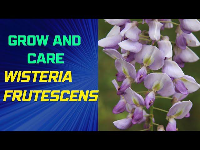 How to Grow and Care for Wisteria frutescens