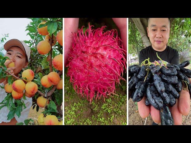 Farm Fresh Ninja Fruit Cutting | Oddly Satisfying Fruit Ninja #16