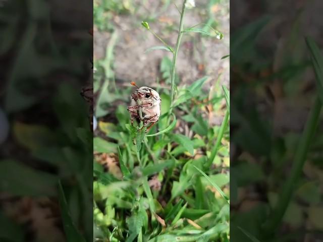 Майский жук🪲 #video #alessandro_farrini #природа #красивоевидео #весна
