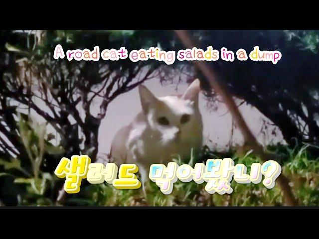 A road cat eating salads in a dump 쓰레기장에서 샐러드를 먹고있는고양이 The Cat I Saw in the Dark Night