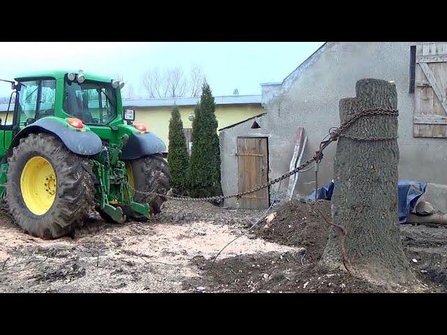 Dangerous Fastest Tree Cutting With Chainsaw - Amazing Car Tree Stump Puller In Action