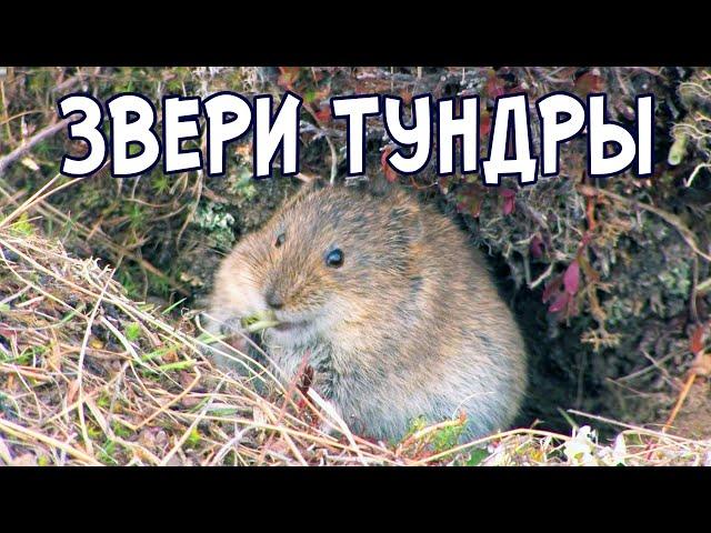 Тундра.  Отважные звери