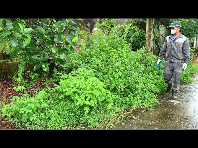 Abandoned House Transformed Beautifully After Heavy Rain - CLEANING UP ABANDONED HOUSES