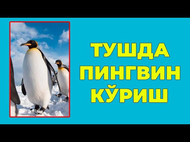 Туш табири - Тушда Пингвин куриш