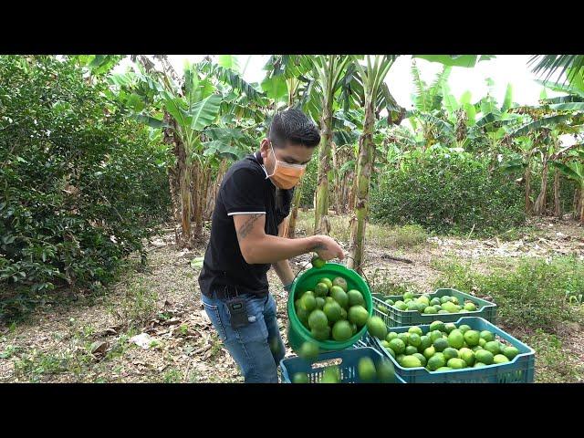 Cosecha de LIMÓN PERSA | Clima y suelo para cultivarlo | Podas en los cultivos de Limón Persa