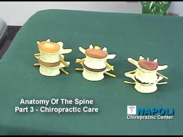 Anatomy of the Spine - Part 3, Dr. James Napoli