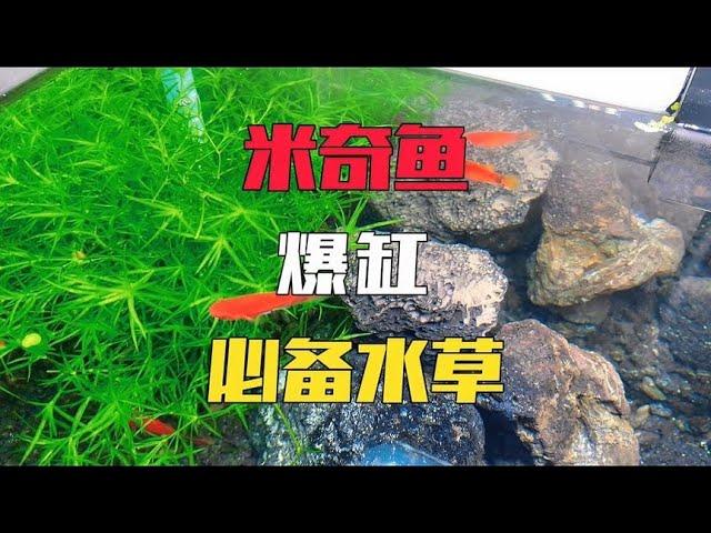 鱼缸里放点竹节草，米奇鱼也能像孔雀鱼一样养爆缸