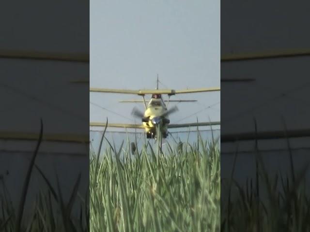 Crop Duster flying low #shorts