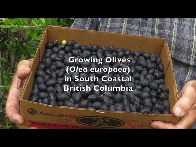 Growing Olives in South Coastal British Columbia