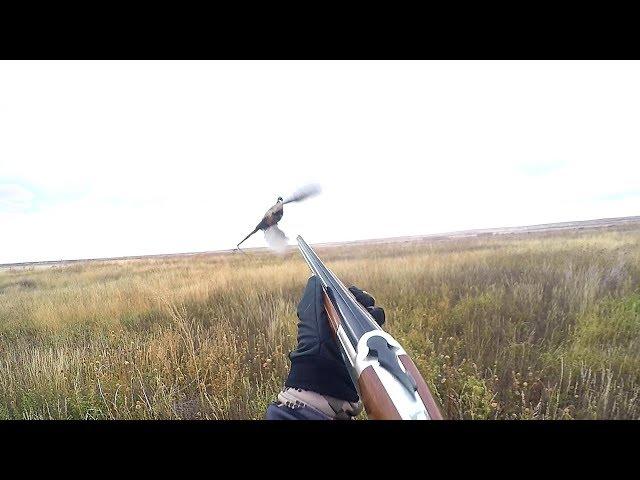INSANE Pheasant HUNTING CATCH CLEAN COOK