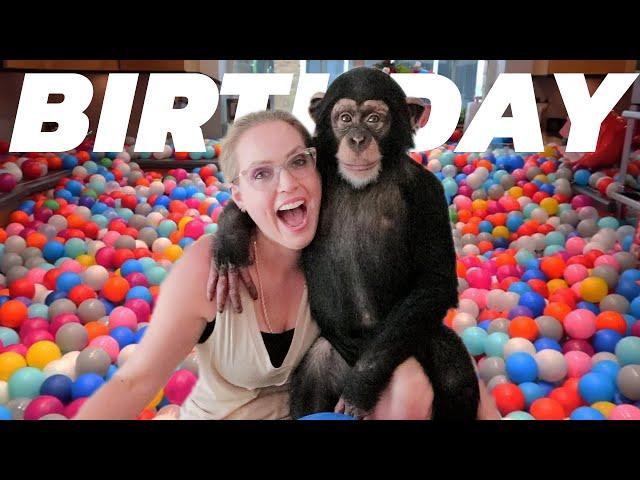 BABY CHIMPS 3RD BIRTHDAY!