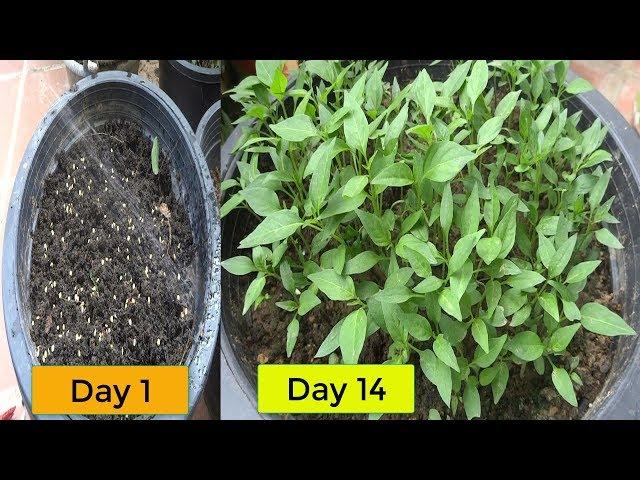 Quick and Easy Way To Grow Chili from seeds